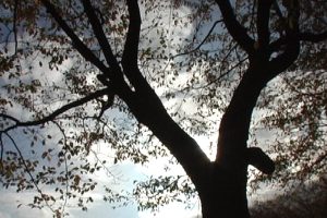 zmx13_11_l